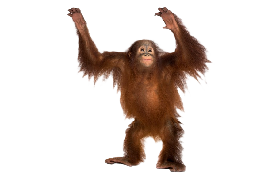 Orangutan posing